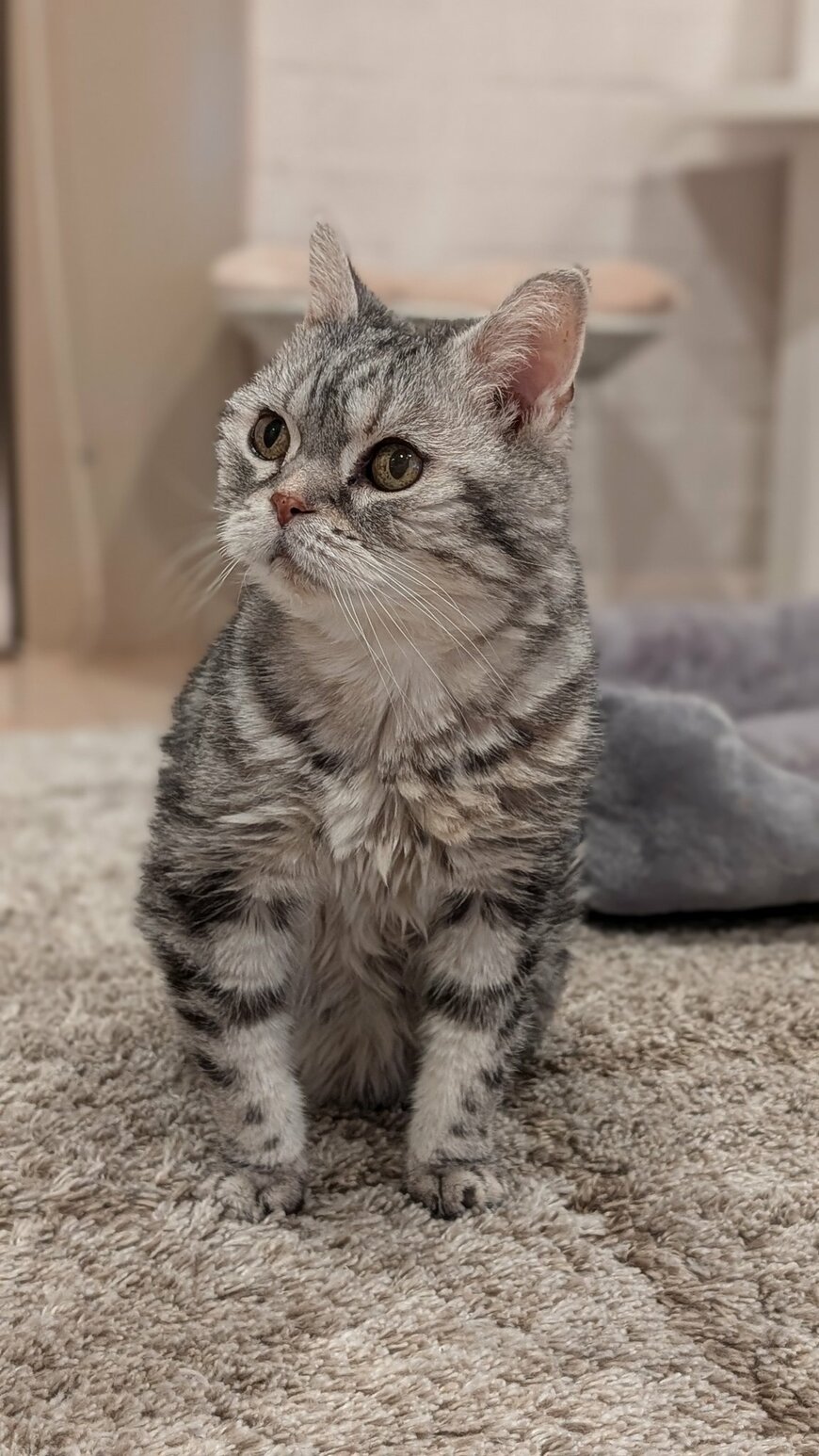 実はツンデレな性格のひまちゃん