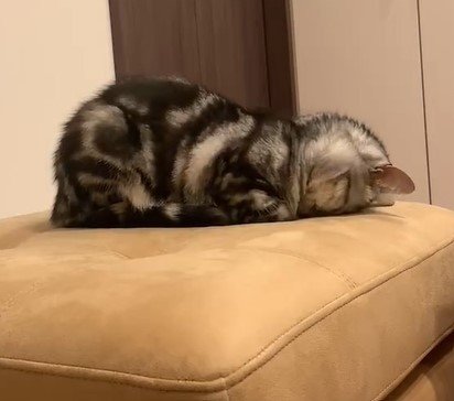 ごめん寝する猫