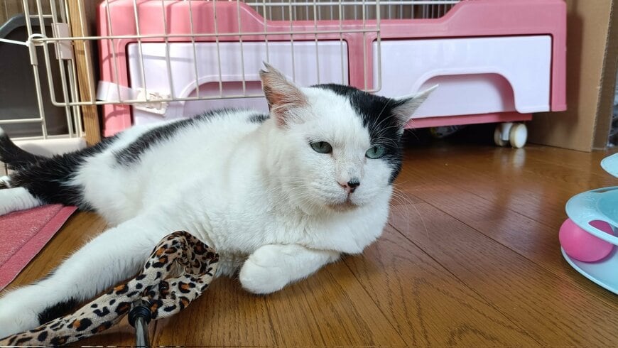 フワフワに成長しました