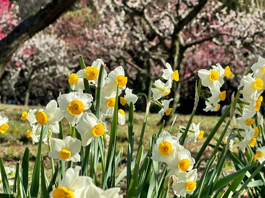 花の真ん中が黄色、花びらが白のスイセンの花