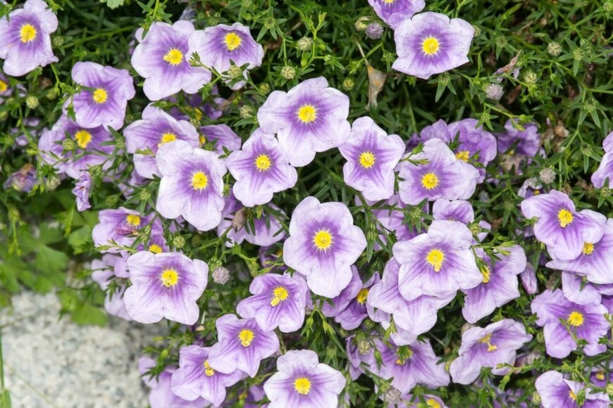 淡い紫色のニーレンベルギアの花