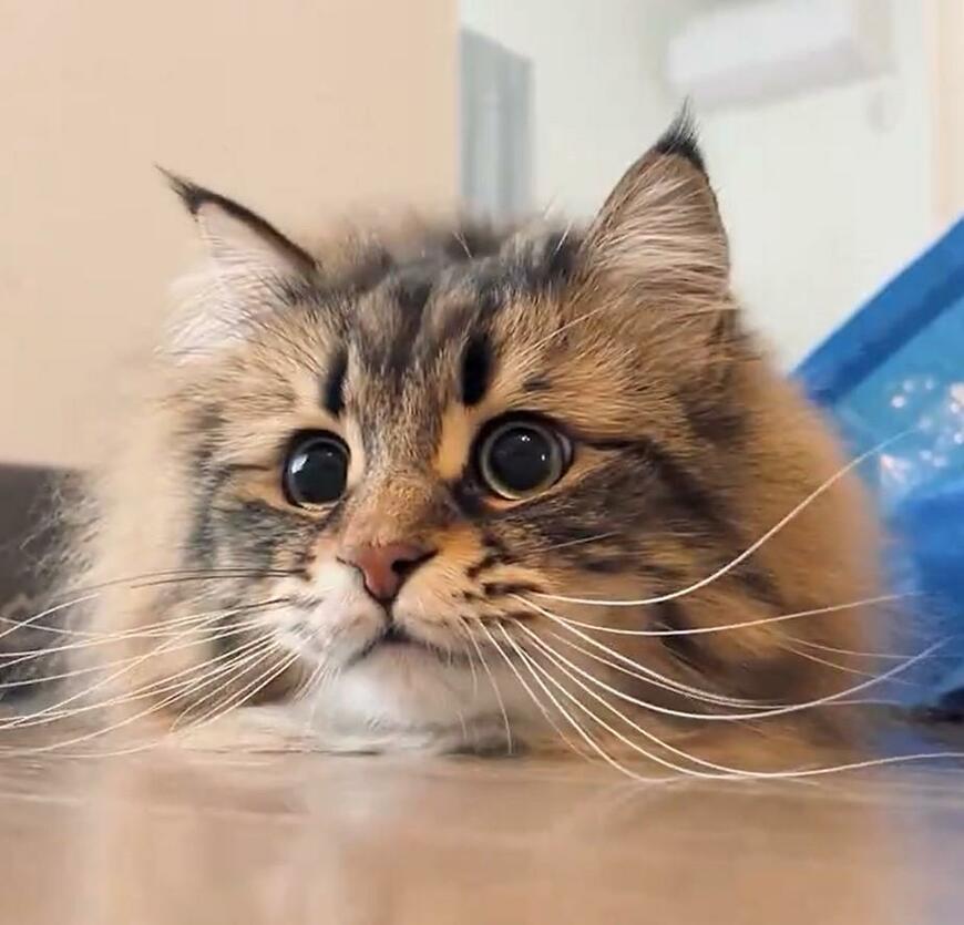 まん丸に見える猫