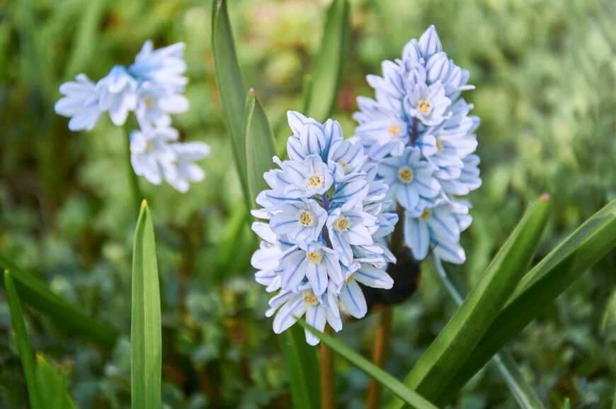 パステルブルーの花が爽やかな「プスキニア」