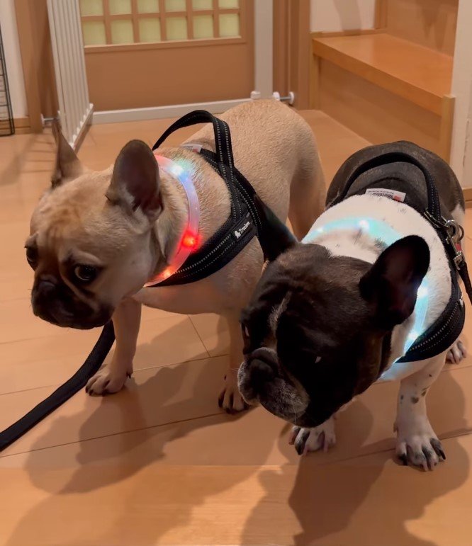 2匹のフレンチブルドッグ