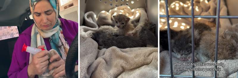 出所：<u><a href="https://www.instagram.com/p/DYSxPcvh7vY/" target="_blank">@pawsitiverescue.page</a></u>