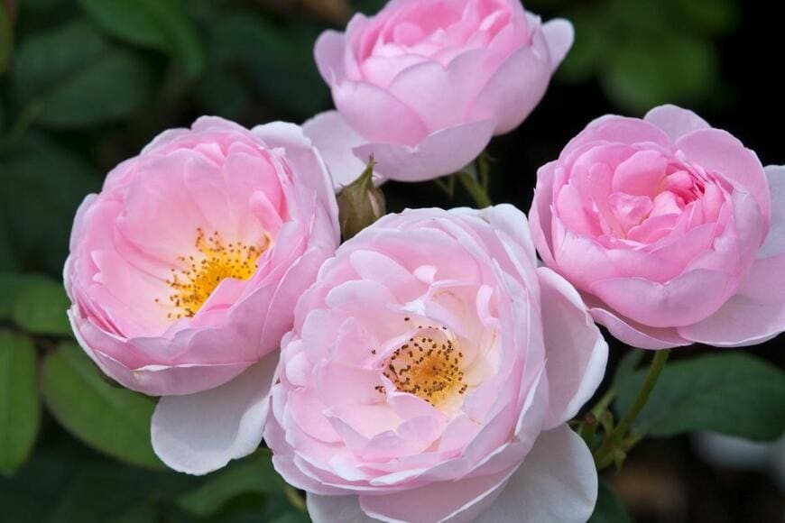 薄いピンクの花弁と黄色の中央部を持つセプタード・アイルの花が咲いている