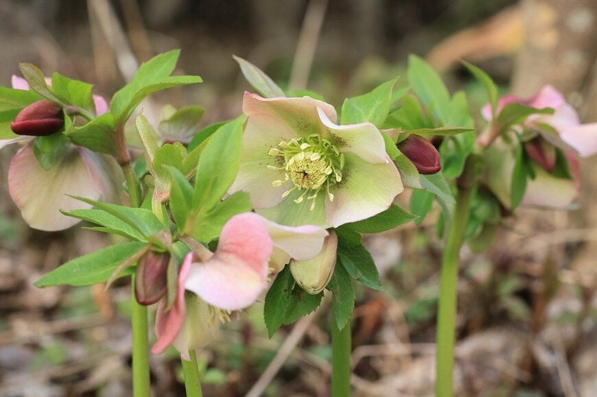 淡いピンクの花を咲かせている、クリスマスローズ。つぼみはワインレッド