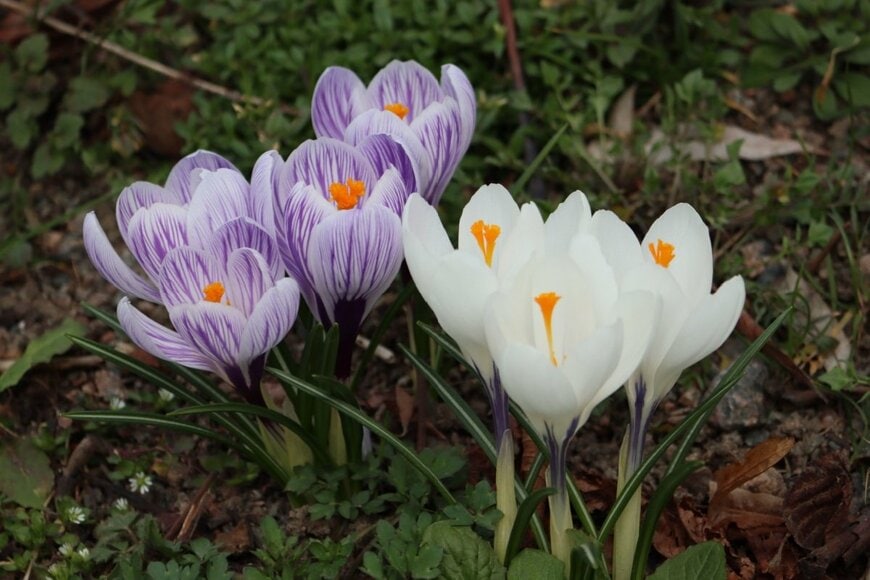 紫のサフランの花
