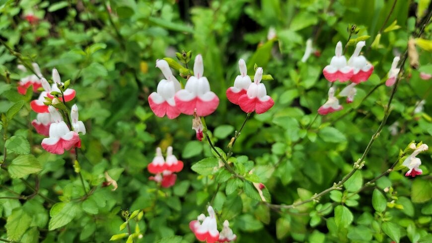 チェリーセージの筆者撮影写真