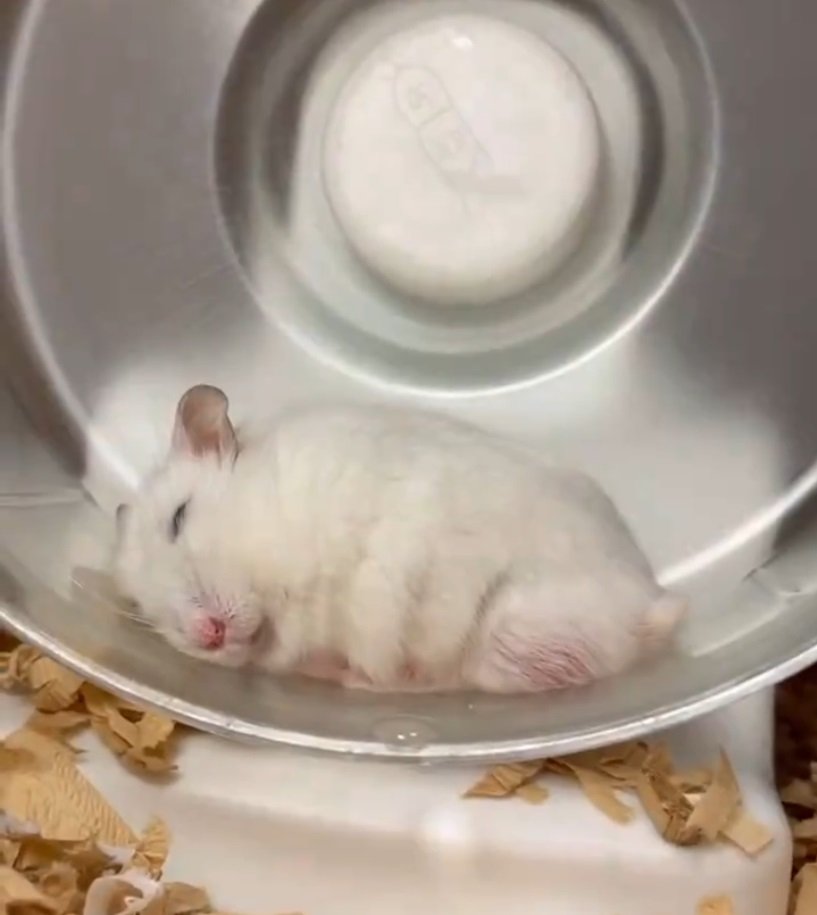 眠るハムスター