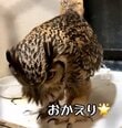 【挨拶するフクロウ】「なんやもー」飼い主が何度も声を掛けた結果→律儀な反応に癒される！