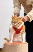 【インパクト大！】元保護猫ちゃんのお着替えした姿が大人気！帽子の形を要チェック