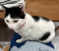 膝の上で撫で撫でを要求する猫ちゃん　ヤキモチが可愛いくて悶絶　後頭部と上目遣いにいいね1万1000超え