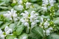 【節約ガーデニング】植えっぱなしで日陰の庭がずっとおしゃれ！花も美しい常緑カラーリーフ5選