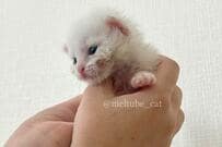 捨て猫を保護し1年、胸が熱くなる成長ぶりに「ありがとう」の声