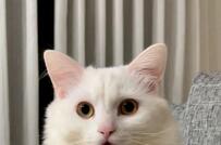 アレをしまい忘れた保護猫さん　起床時の顔が可愛すぎると話題沸騰