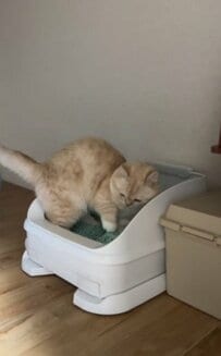 お行儀よくトイレに入る猫ちゃんが可愛いすぎる！コメント欄「すべてが可愛い」の声