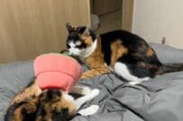 「元保護猫」のよく似た三毛柄の同居猫が仲良く寝転んでいると…　「まさかの戯れ」に思わず笑ってしまう