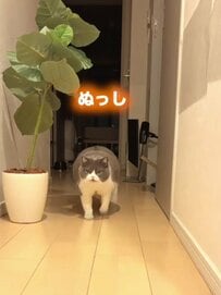 【天使】飼い主が帰宅すると→お出迎えする猫のかわいい行動に癒される人続出