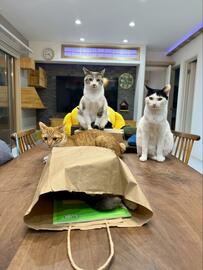 【迫力】ボス部屋へようこそ！四天王感が半端ない猫ちゃんズ　ラスボスは袋の中に隠れる猫ちゃん？