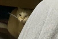 保護猫の幸せすぎる光景が話題！