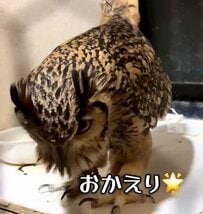 【挨拶するフクロウ】「なんやもー」飼い主が何度も声を掛けた結果→律儀な反応に癒される！