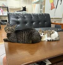 先輩猫の「おしり」に寄り添う保護子猫　かわいい2コマに思わずホッコリ