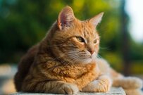 【厚生年金と国民年金】平均の支給額はいくらだった？男女で違いがくっきり