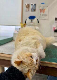 仕事を始めようと思ったら…　猫のかわいすぎる「労働阻止」に注目集まる