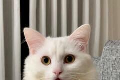 アレをしまい忘れた保護猫さん　起床時の顔が可愛すぎると話題沸騰