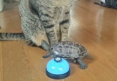 「ベルを鳴らしたい」猫と亀の攻防戦！〈おやつへの執念〉と〈構ってアピール〉のすれ違いに笑ってしまう