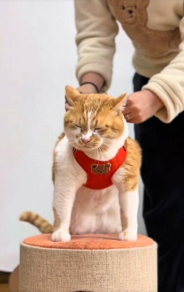 インパクト大！】元保護猫ちゃんのお着替えした姿が大人気！帽子の形を 
