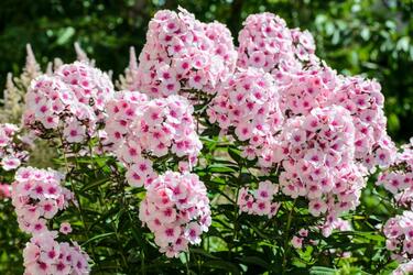 暑さと西日に強い宿根草】初心者向け＆今が植えどきの「初夏～秋ずっと