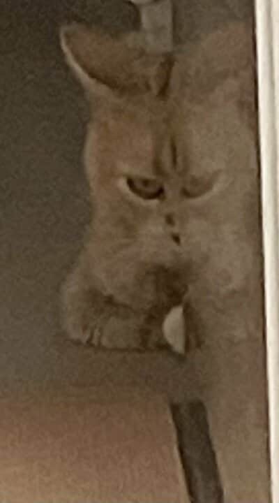 ミラーに映るつなくん