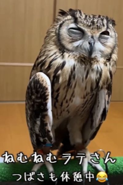 目を開けるフクロウさん