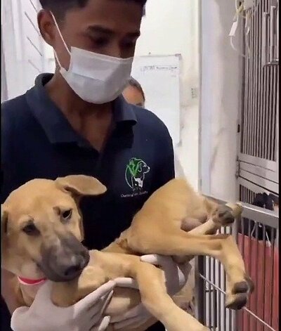 スタッフに抱きかかえられる犬