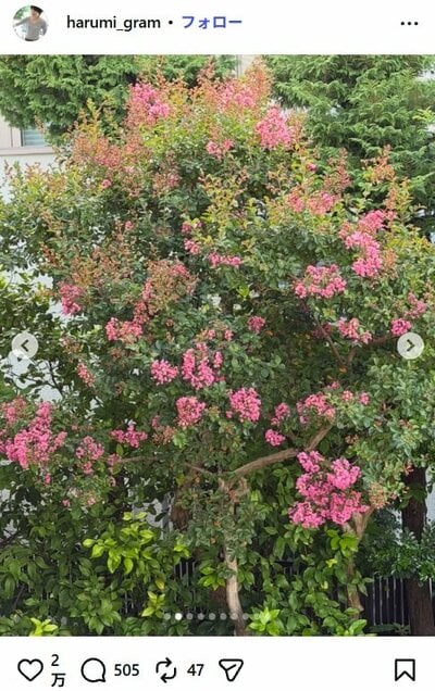 栗原はるみのInstagram投稿（サルスベリの木全体）
