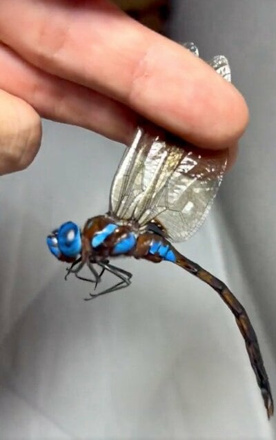 鮮やかな青色のマルタンヤンマ