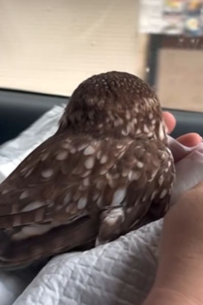 外を見るフクロウ