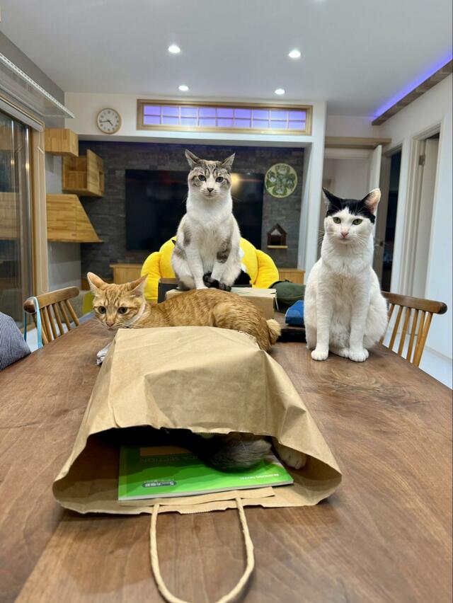 【迫力】ボス部屋へようこそ！四天王感が半端ない猫ちゃんズ　ラスボスは袋の中に隠れる猫ちゃん？