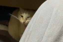 保護猫の幸せすぎる光景が話題！