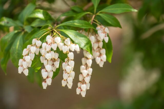 【日陰の玄関先に植える木】狭い場所OKの成長穏やかでローメンテな《常緑低木》6選！早見表も