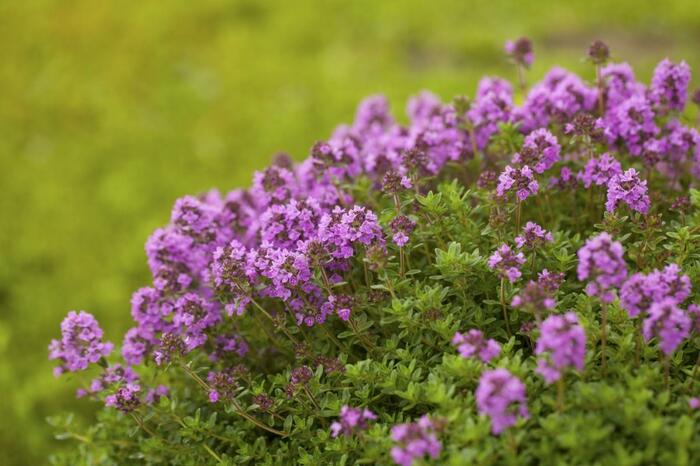 クリーピングタイムの花が咲いている。色はピンク。