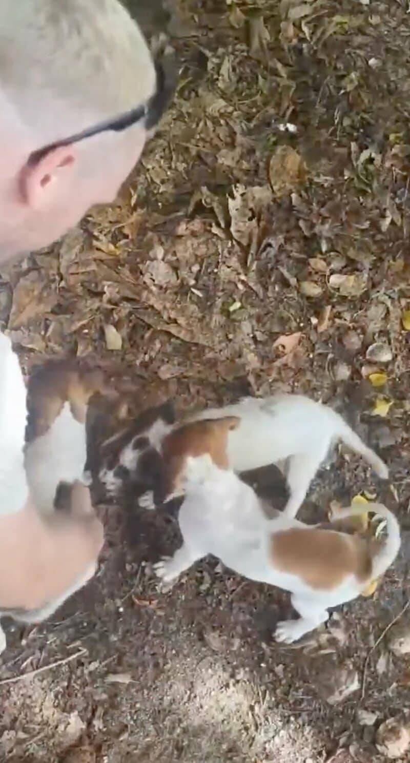 傷ついた子犬を親切な観光客がサポート！適切な手当と愛情あふれる保護の様子に応援の声