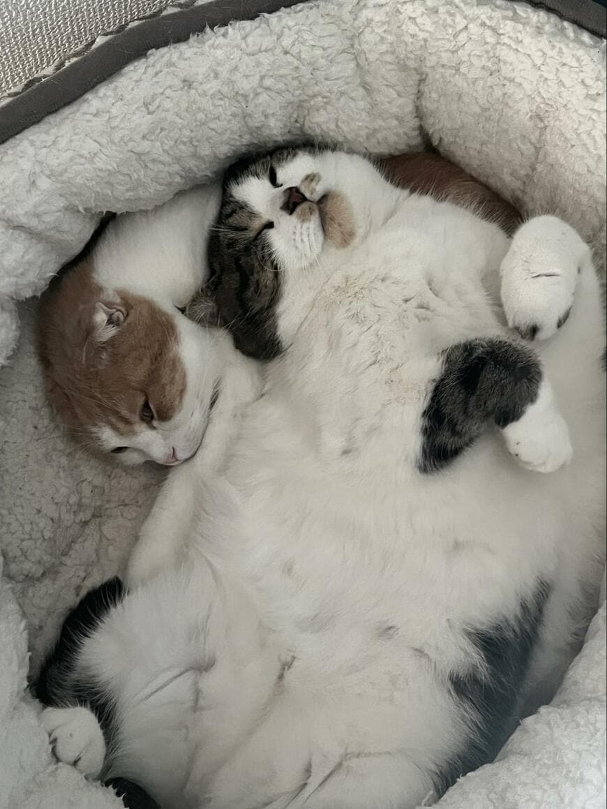 出所：@torotolo106106