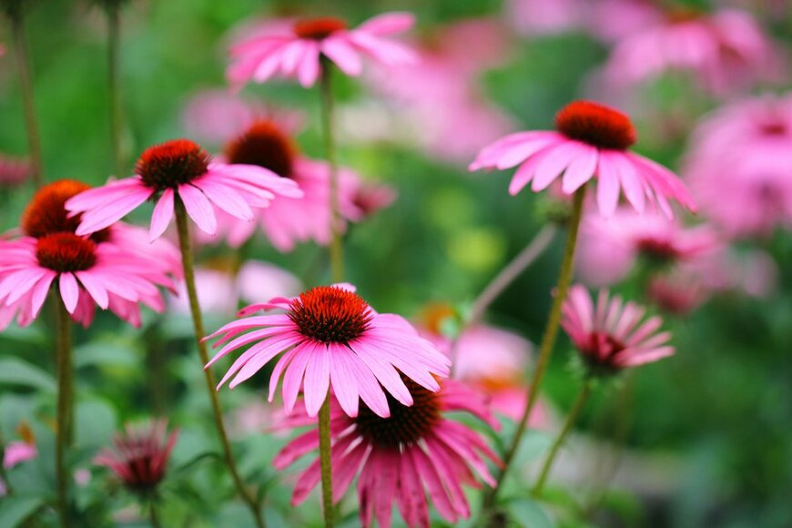 Bennyartist/shutterstock.com