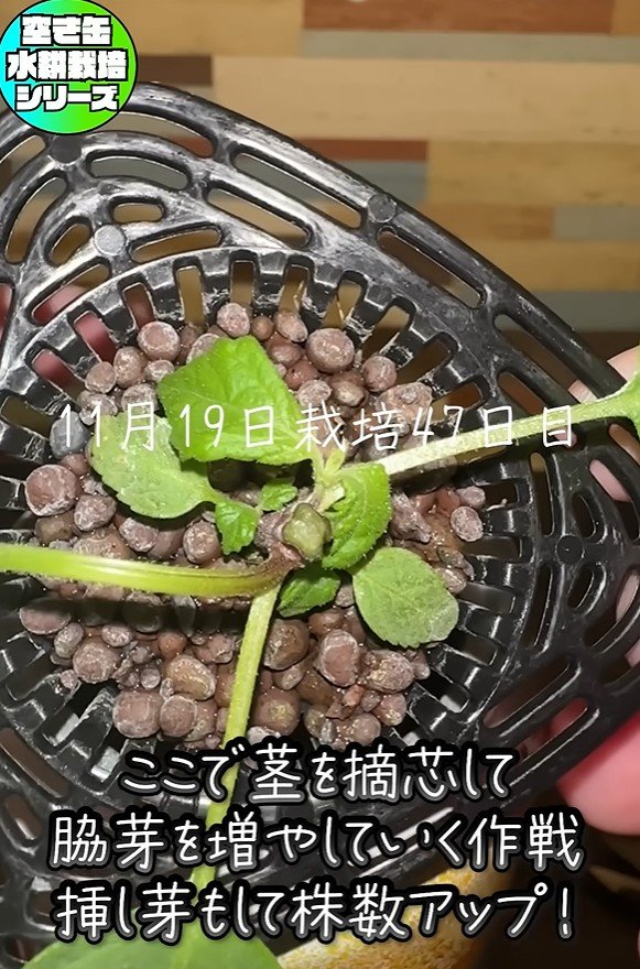 出所：@mikanbo-ya1987