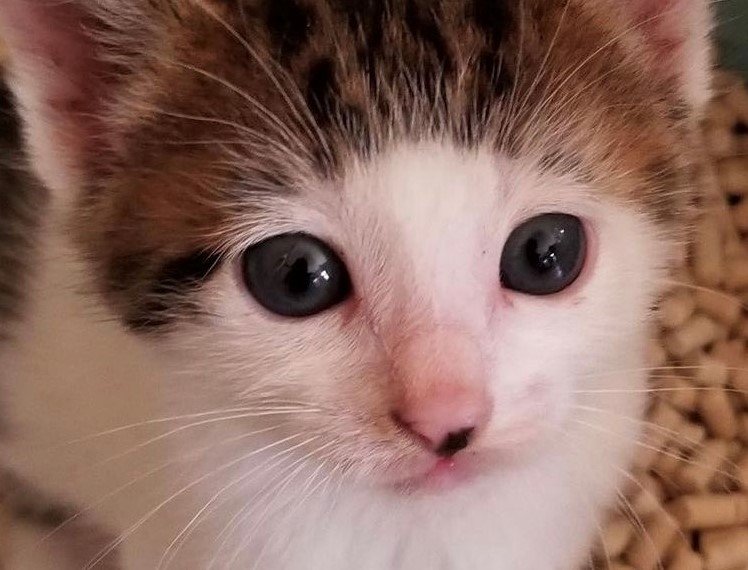 出所：@Saeroyi_cat