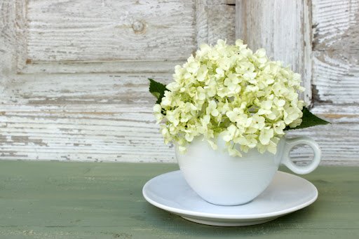 panna-yulka/shutterstock.com