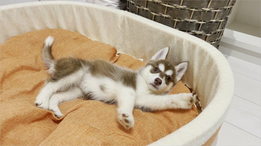 出所：@VivienneHusky